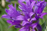 Attēlu rezultāti vaicājumam “Campanula cervicaria”