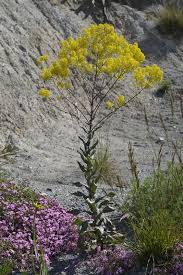 Attēlu rezultāti vaicājumam “Isatis tinctoria”