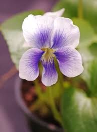 Attēlu rezultāti vaicājumam “Viola sororia”