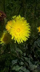 Attēlu rezultāti vaicājumam “Hypochaeris maculata”