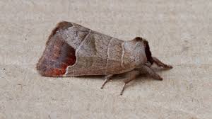 Attēlu rezultāti vaicājumam “Clostera curtula”