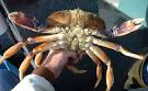 Oregon Coast - Robin with Dungeness Crab
