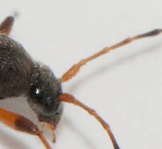 Attēlu rezultāti vaicājumam “Cortodera femorata”