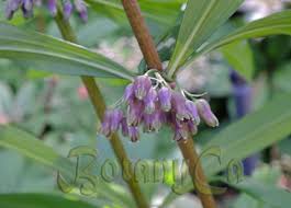 Attēlu rezultāti vaicājumam “Polygonatum verticillatum”