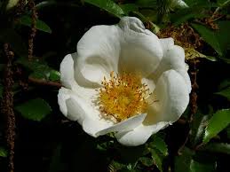 Attēlu rezultāti vaicājumam “Xylita laevigata”