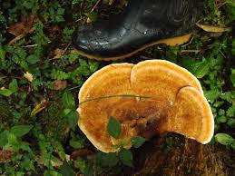 Attēlu rezultāti vaicājumam “Laurilia sulcata”