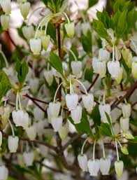 Attēlu rezultāti vaicājumam “Enkianthus chinensis leaf”