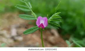 Attēlu rezultāti vaicājumam “Vicia angustifolia”