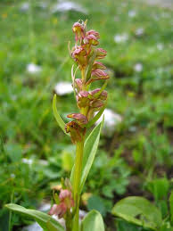 Attēlu rezultāti vaicājumam “Coeloglossum viride flower”