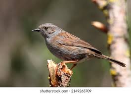 Attēlu rezultāti vaicājumam “Prunella modularis”