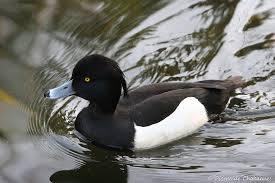 Image result for Aythya fuligula