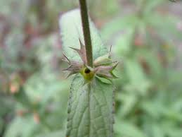Attēlu rezultāti vaicājumam “Stachys palustris leaf”