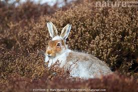 Attēlu rezultāti vaicājumam “Lepus sp.”