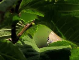 Attēlu rezultāti vaicājumam “Satyrium w-album underside”