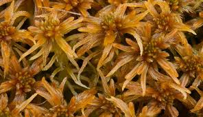 Attēlu rezultāti vaicājumam “Mylia anomala”