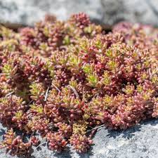 Image result for Sedum album `Coral Carpet`