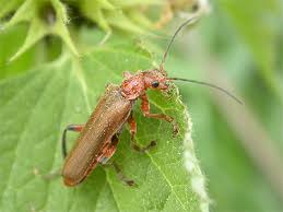 Attēlu rezultāti vaicājumam “Cantharis livida”