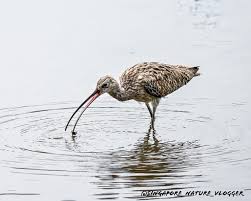 Attēlu rezultāti vaicājumam “Numenius arquata”