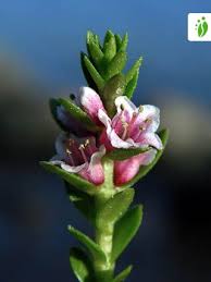 Attēlu rezultāti vaicājumam “Glaux maritima flower”