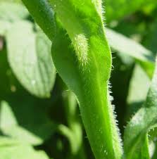 Attēlu rezultāti vaicājumam “Symphytum officinale leaf”