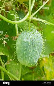 Attēlu rezultāti vaicājumam “Echinocystis lobata”