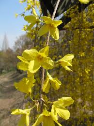 Attēlu rezultāti vaicājumam “Forsythia suspensa”