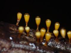 Attēlu rezultāti vaicājumam “Craterium aureum”