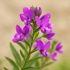 Attēlu rezultāti vaicājumam “Polygala vulgaris”