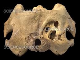 Image result for Kogia breviceps