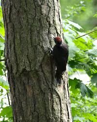 Attēlu rezultāti vaicājumam “Dryocopus martius”