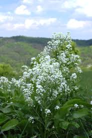 Attēlu rezultāti vaicājumam “Armoracia rusticana bud”