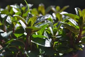 Image result for Menta x piperita