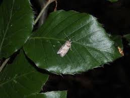 Attēlu rezultāti vaicājumam “Eana incanana”