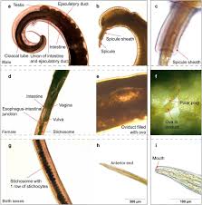 Attēlu rezultāti vaicājumam “Trichia varia sessile”