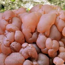 Attēlu rezultāti vaicājumam “Ascotremella faginea”