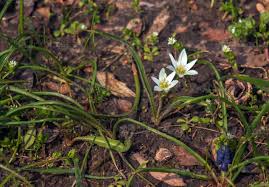 Attēlu rezultāti vaicājumam “Ornithogalum umbellatum”
