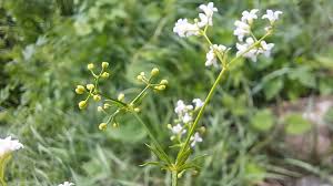 Attēlu rezultāti vaicājumam “Galium rivale leaf”