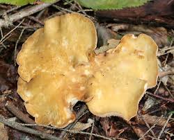 Attēlu rezultāti vaicājumam “Gomphus clavatus”