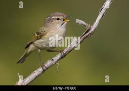 Image result for Phylloscopus humei