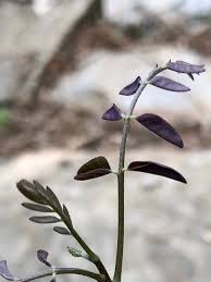 Attēlu rezultāti vaicājumam “Gymnocladus dioicus flower”