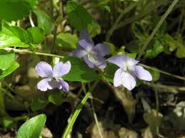 Attēlu rezultāti vaicājumam “Viola uliginosa flower”