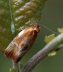 Attēlu rezultāti vaicājumam “Eulia ministrana”