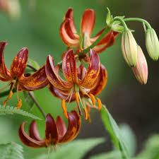 Image result for Lilium martagon `Arabian Night`