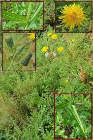 Attēlu rezultāti vaicājumam “Sonchus arvensis subsp. uliginosus fruit”