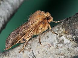 Attēlu rezultāti vaicājumam “Conistra rubiginea”