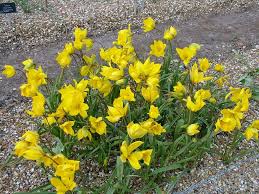 Attēlu rezultāti vaicājumam “Tulipa sylvestris”