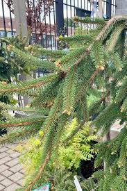 Attēlu rezultāti vaicājumam “Picea abies leaf”