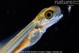 Image result for Thymallus thymallus