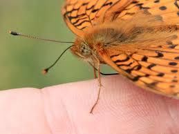 Attēlu rezultāti vaicājumam “Argynnis aglaja underside”