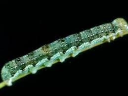 Attēlu rezultāti vaicājumam “Orthosia miniosa larva”